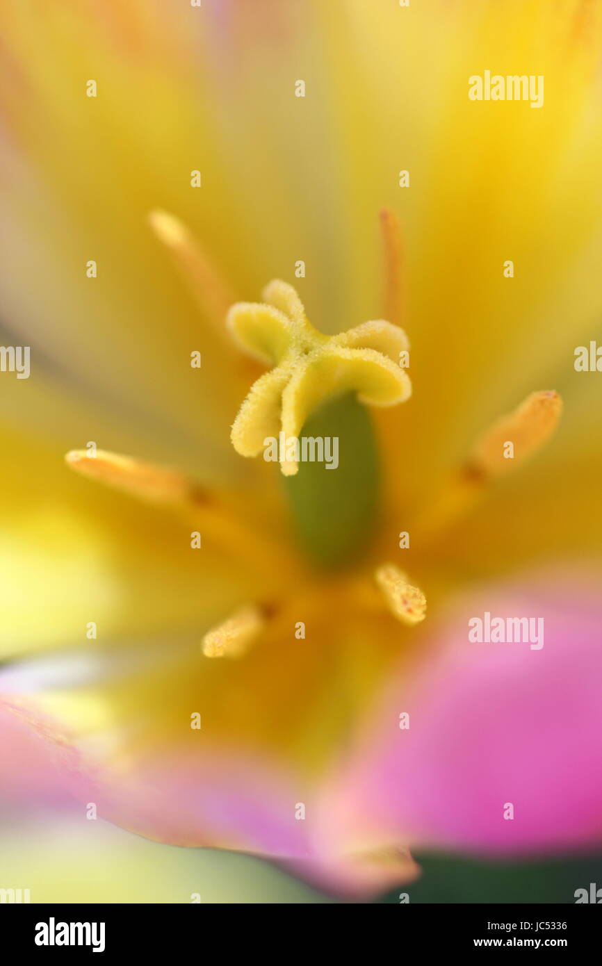 Sfocato tulip, profondità di campo per effetto Foto Stock