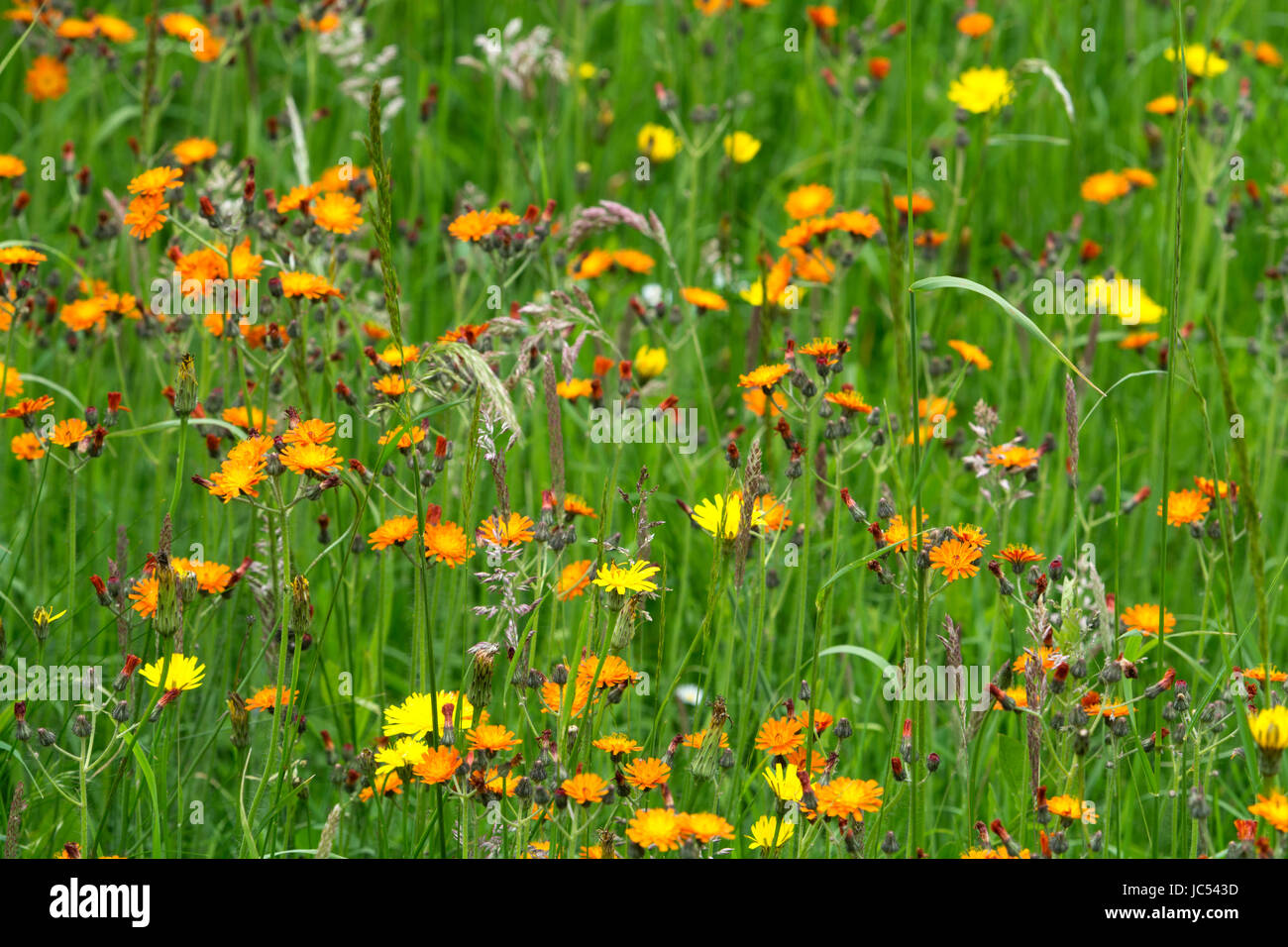 Prato di fiori selvaggi incluso Orange Hawkweed e Catsear comune, Northamptonshire, Regno Unito Foto Stock