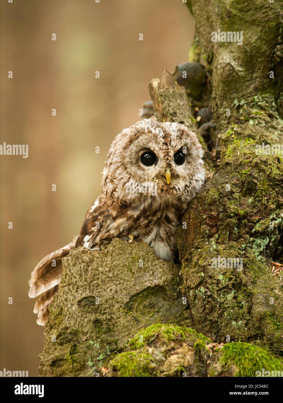 Strix aluco - divertente guardare sul giovane allocco Foto Stock