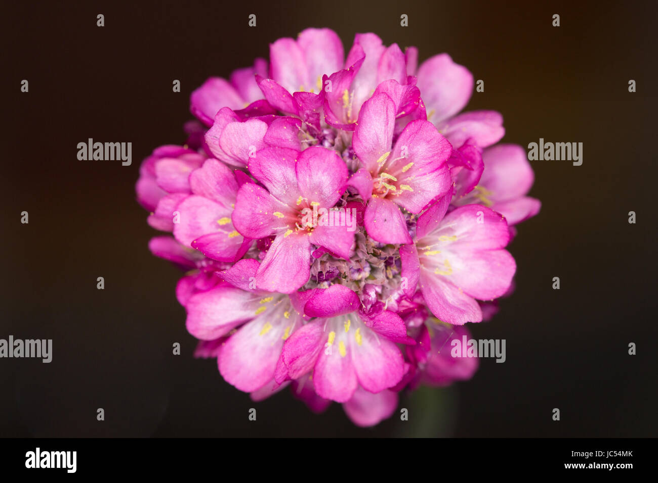 In prossimità della testa di un'Armeria rubrifolia, una varietà di parsimonia. Fiori in estate precoce ed è amato da impollinatori. Foto Stock