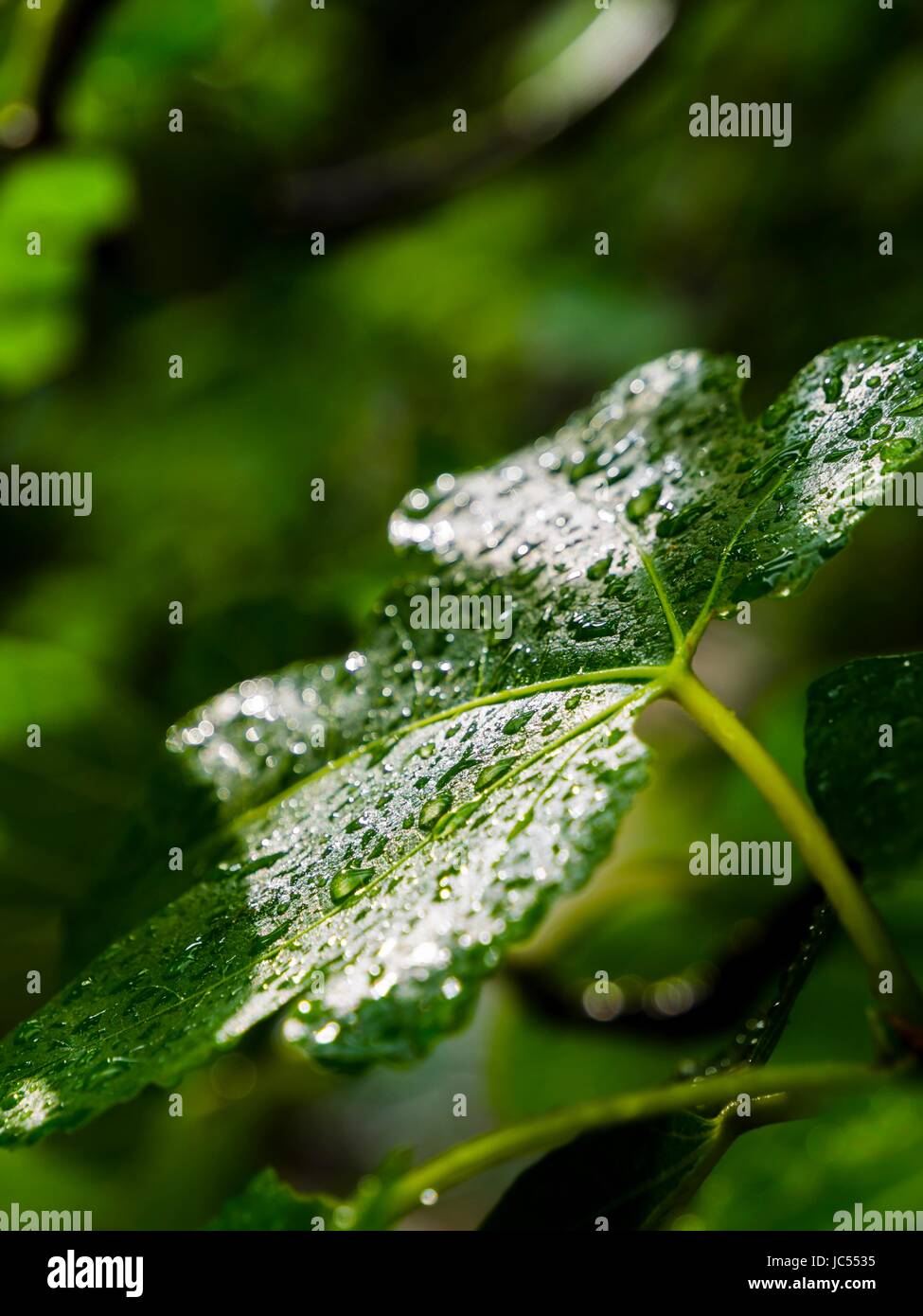Fig Tree leaf scende goccioline splendere luminoso sulla superficie dopo la pioggia Foto Stock