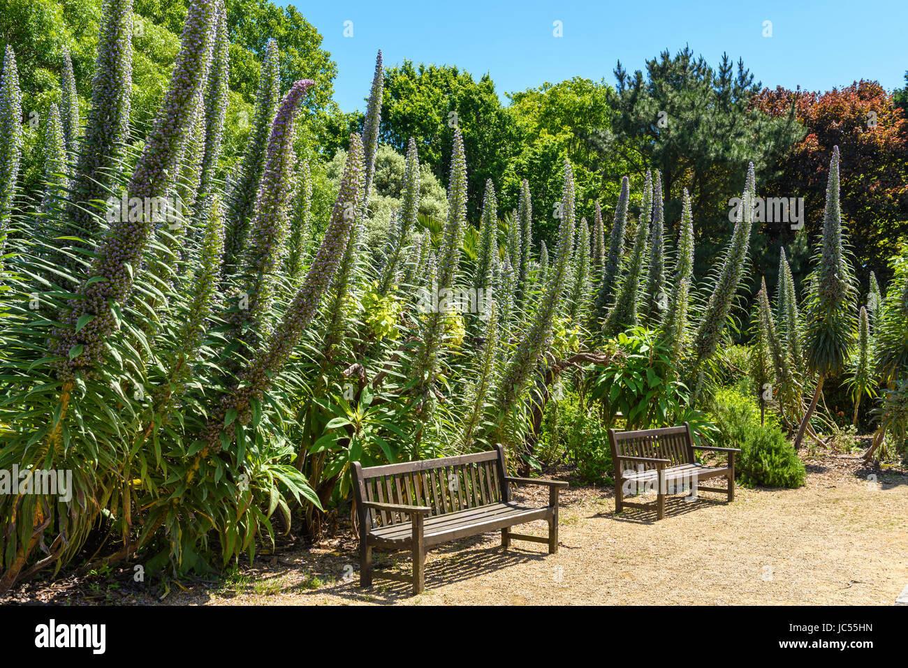 Tree Echium, Ventnor Botanic Gardens, Isle of Wight, Regno Unito Foto Stock