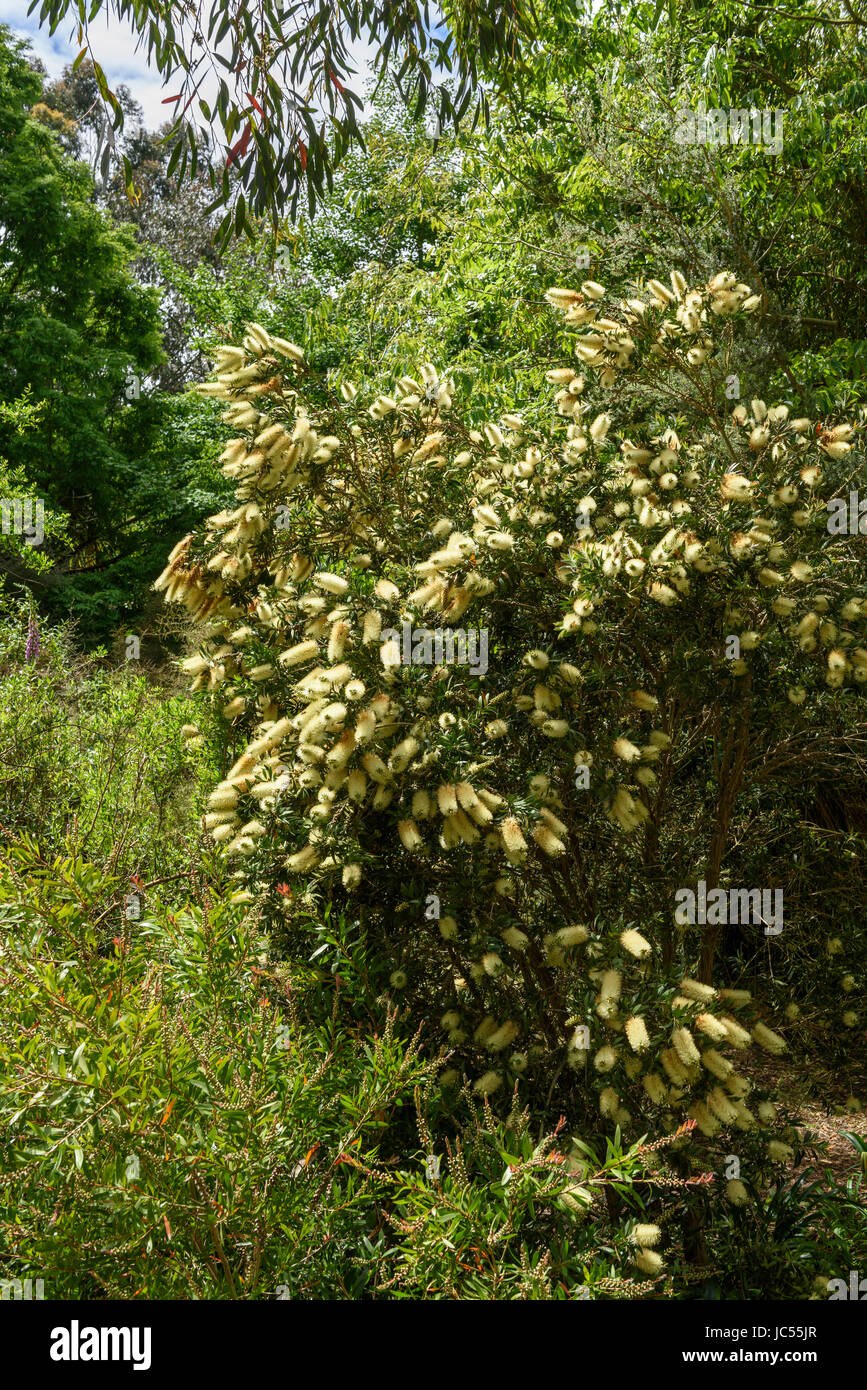 Scovolino da bottiglia di limone, Ventnor Botanic Gardens, Isle of Wight, Regno Unito Foto Stock