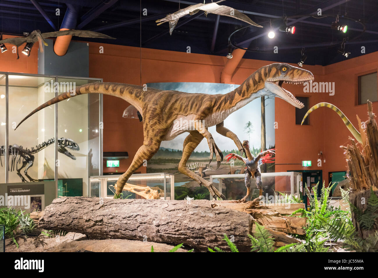 Un modello in scala reale del dinosauro Eotyrannus lengi in mostra nella mostra del Dinosaur Isle Museum a Sandown, Isola di Wight, Regno Unito Foto Stock