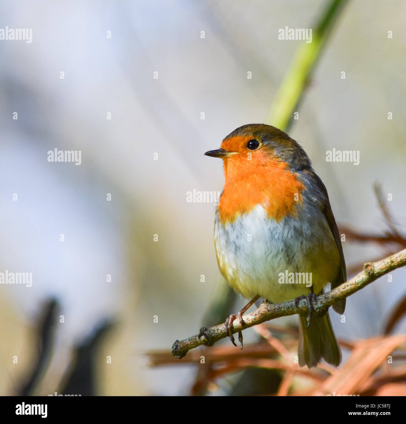 Robin seduto su un albero il brunch Foto Stock