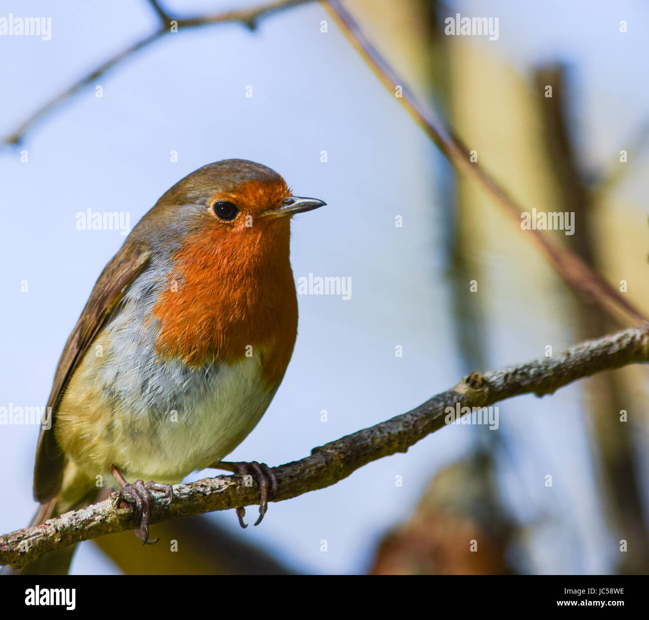 Robin seduto su un albero il brunch Foto Stock