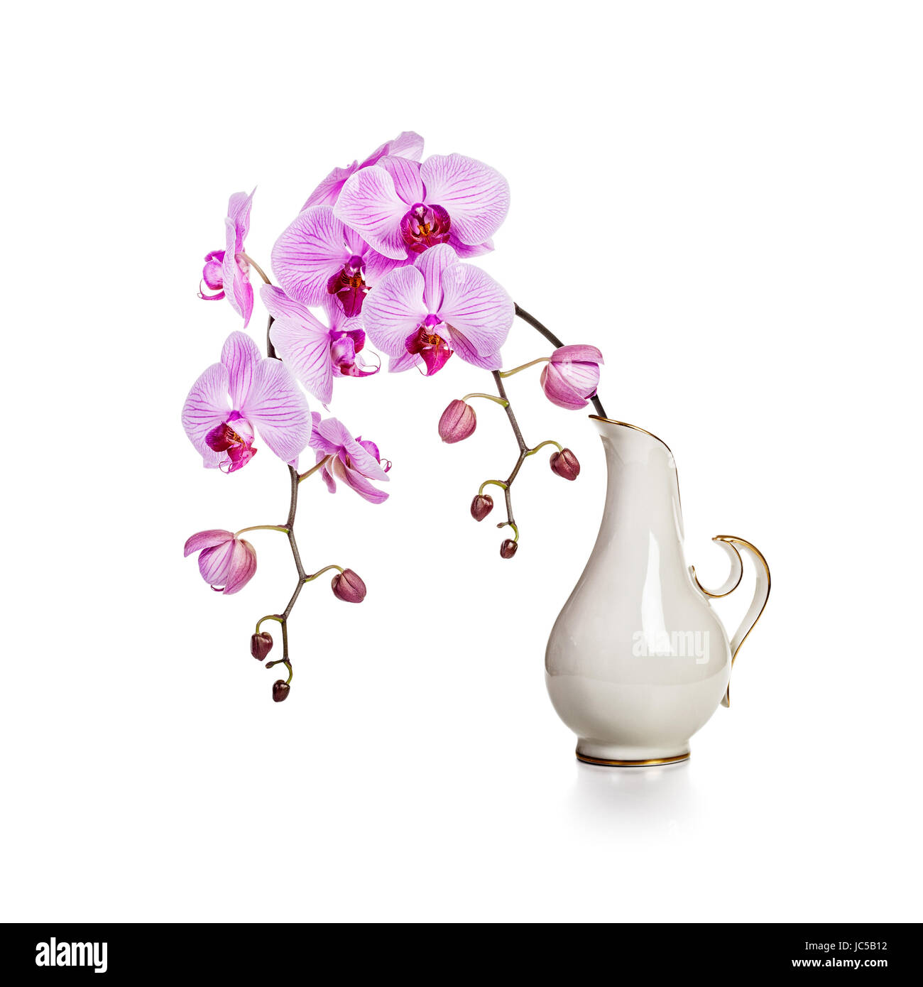 Orchidea viola fiori in vaso retrò isolati su sfondo bianco Foto Stock