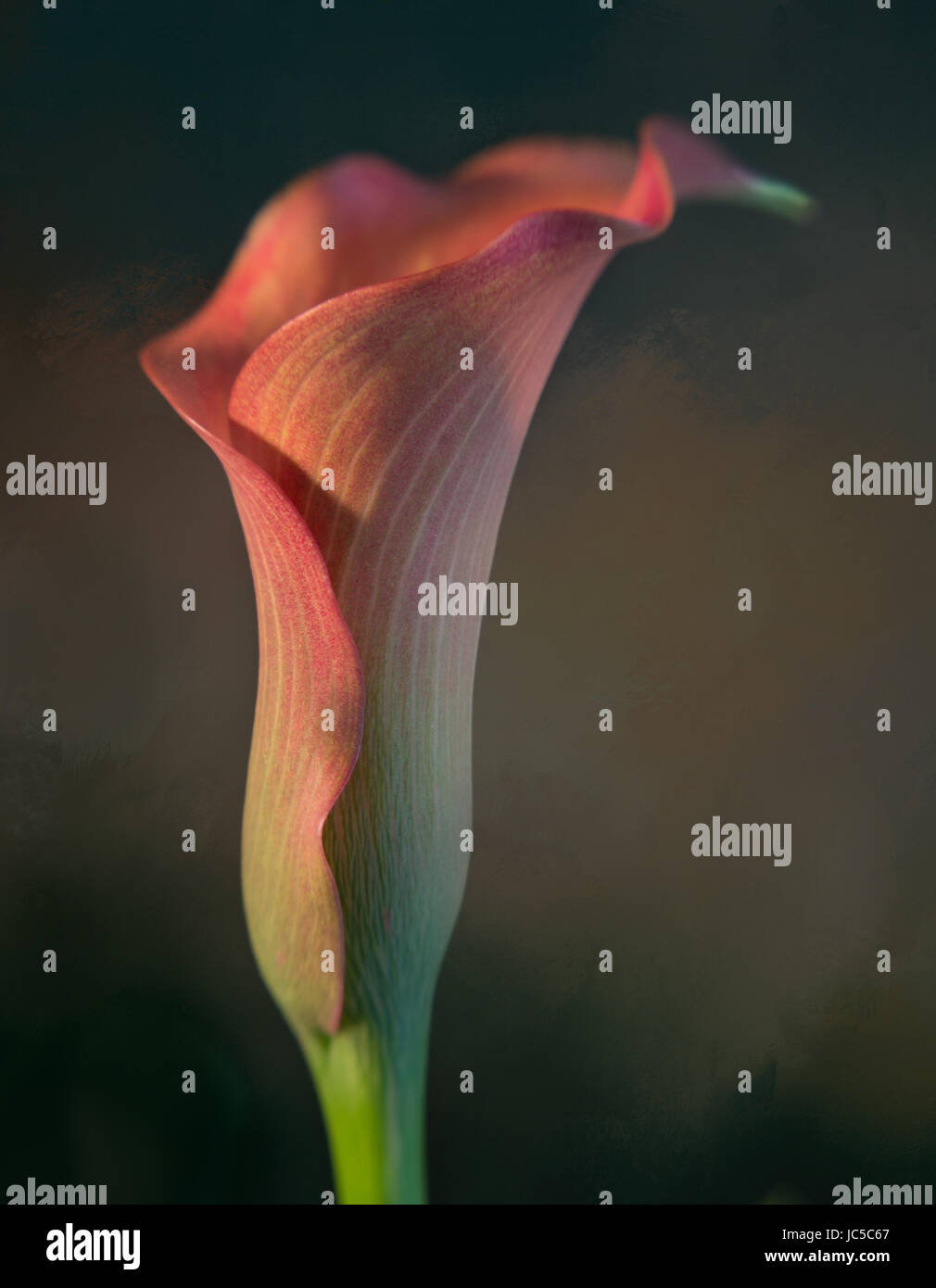 Calla Lilly sfondo Texture Foto Stock