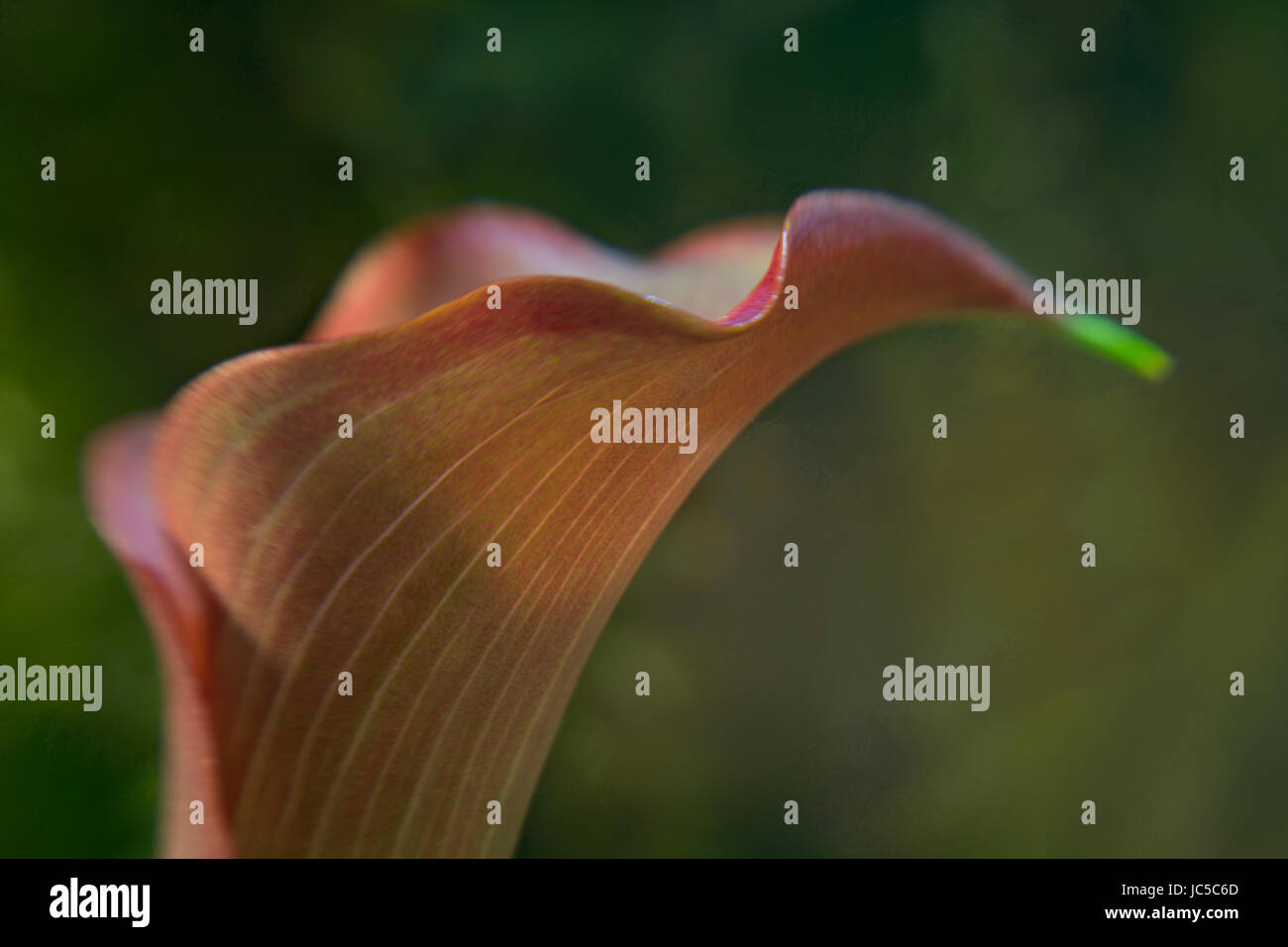 Calla Lilly sfondo Texture Foto Stock