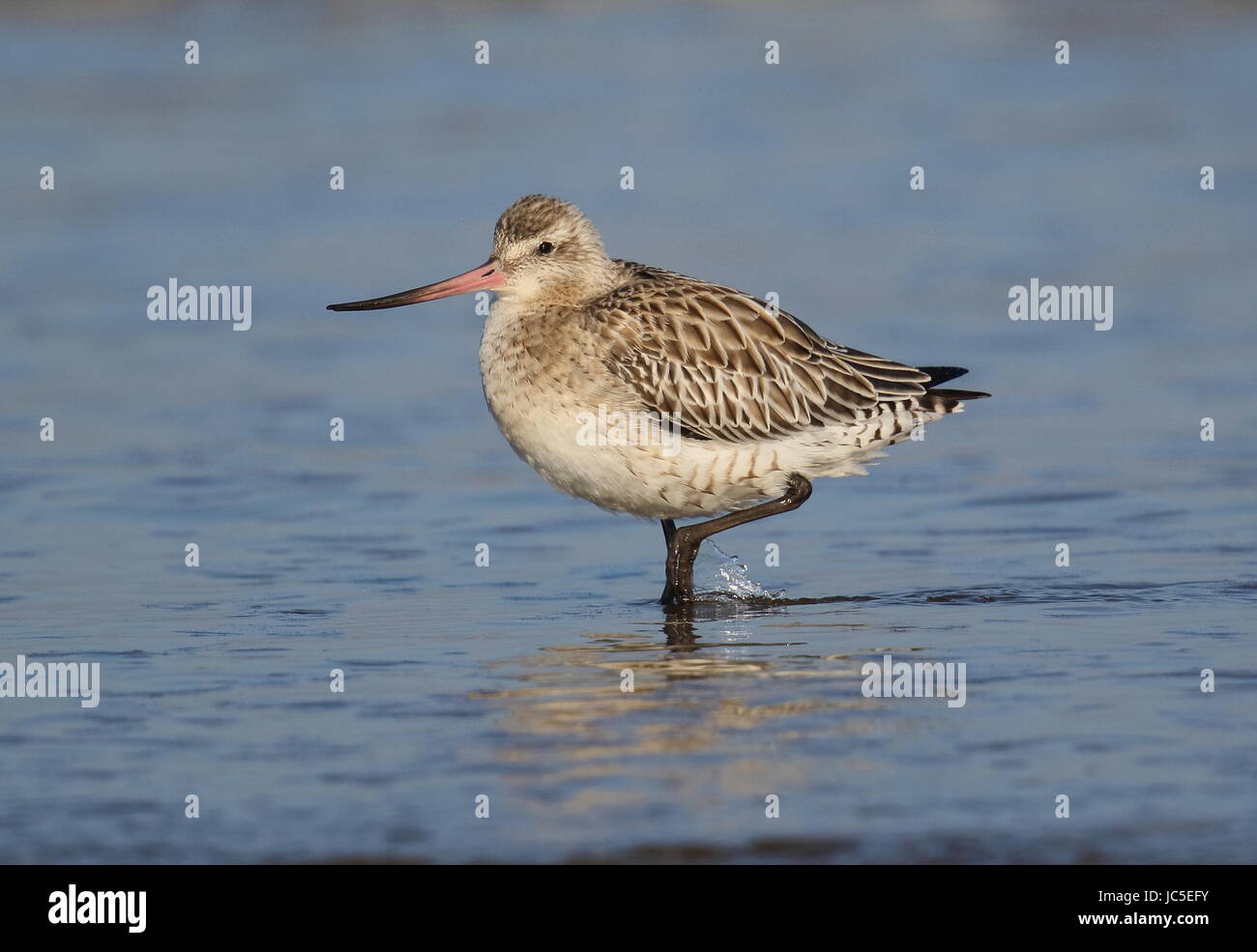 Inverno plumaged Bar Tailed Godwit a Titchwell,Norfolk Foto Stock