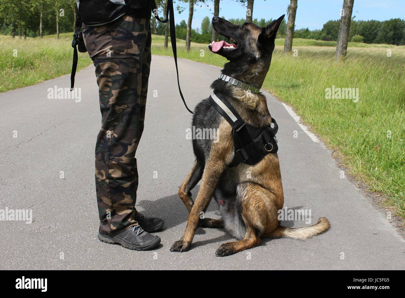 Un pastore belga Malinois militari cane ascoltando la sua maitre in una posizione seduta Foto Stock