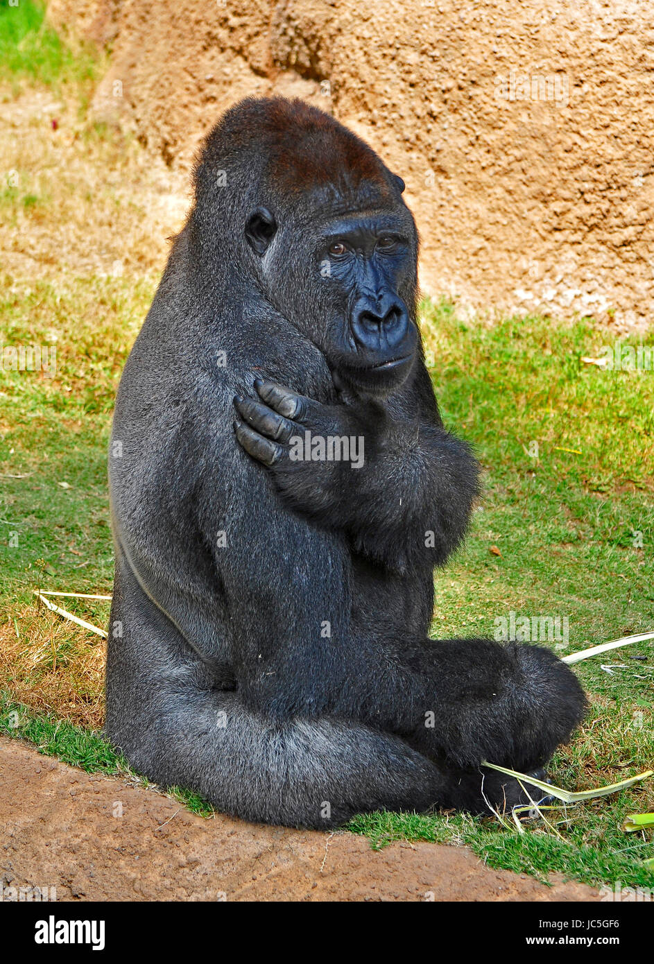 Gorilla Foto Stock
