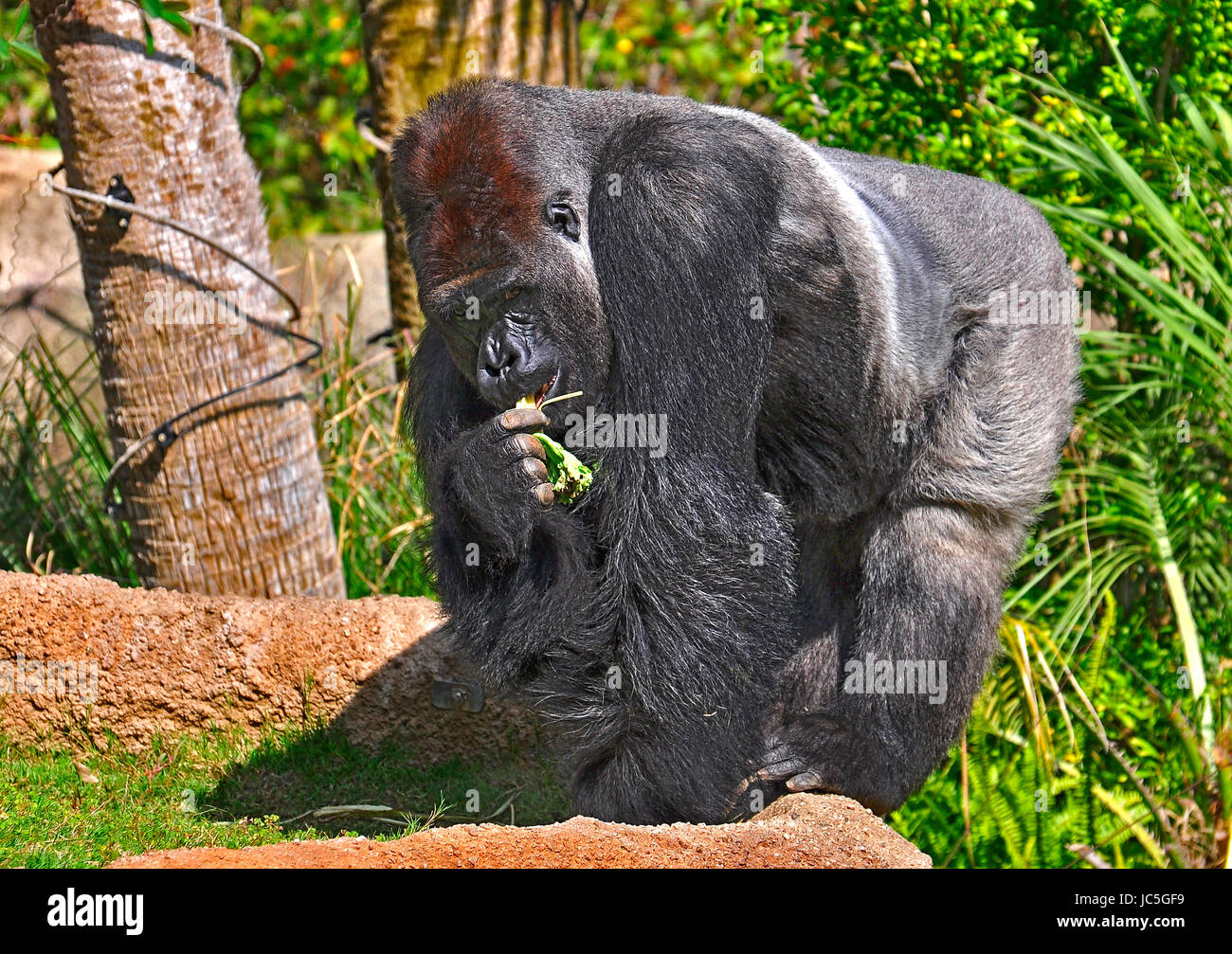 Gorilla Foto Stock