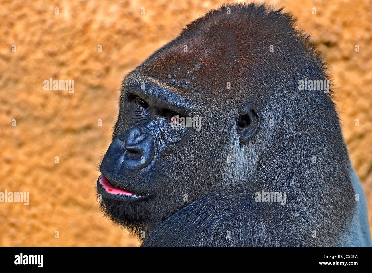 Gorilla Foto Stock