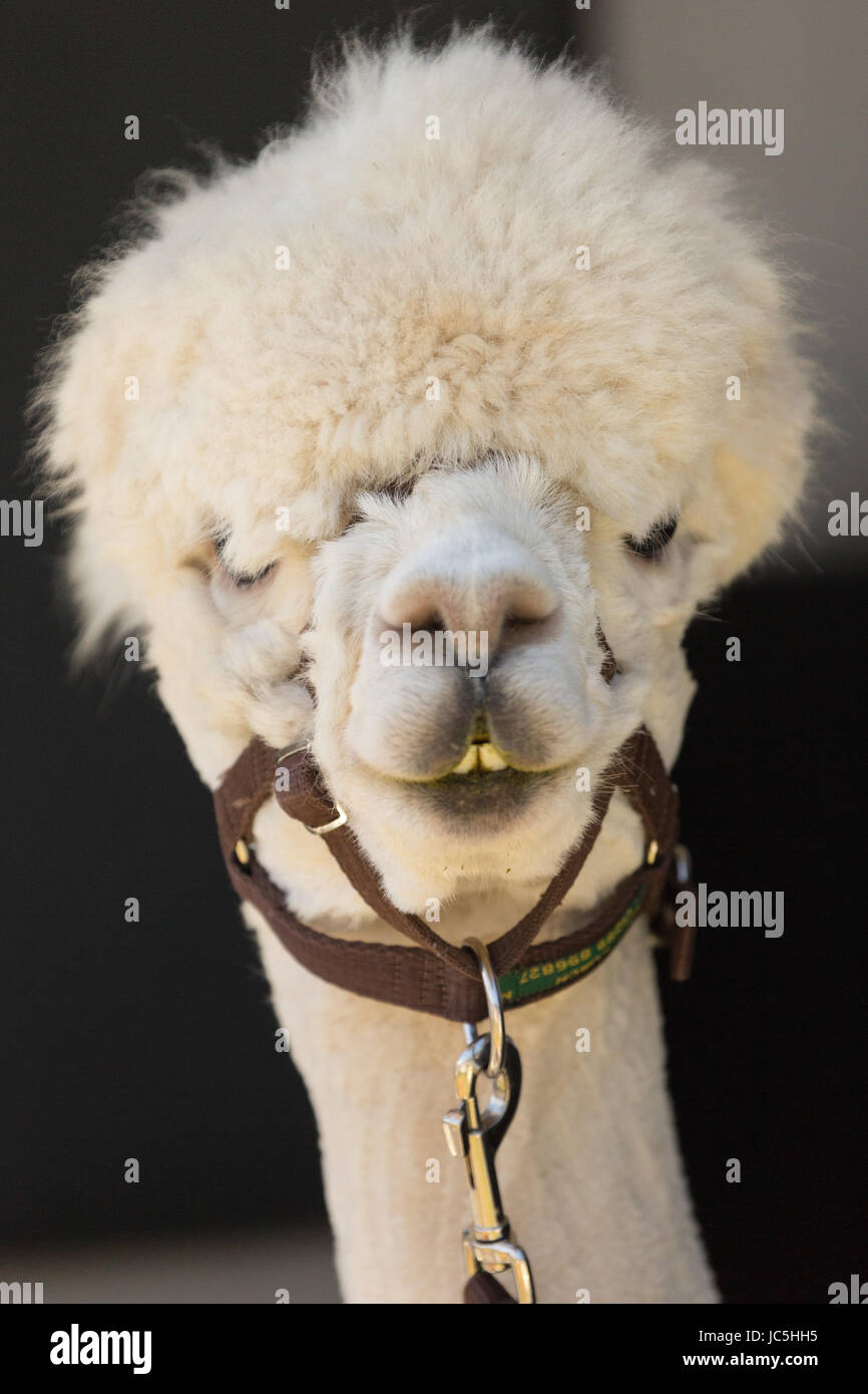 Colpo alla testa di colore bianco Alpaca captive (Vicugna pacos) sul display alla Fiera di prosciutto. Ham Common, Richmond-upon-Thames, Surrey, Regno Unito Foto Stock