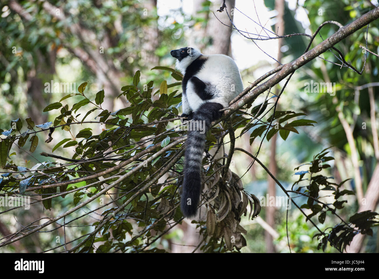 Bianco e nero lemure ruffed (Varecia variegata), Parc Ivoloina, Madagascar Foto Stock