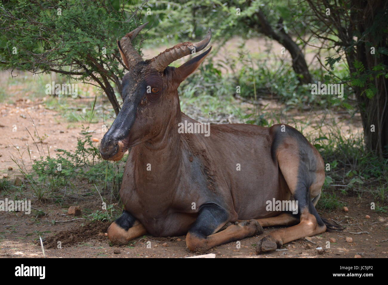 In tsessebe pilansberg Foto Stock
