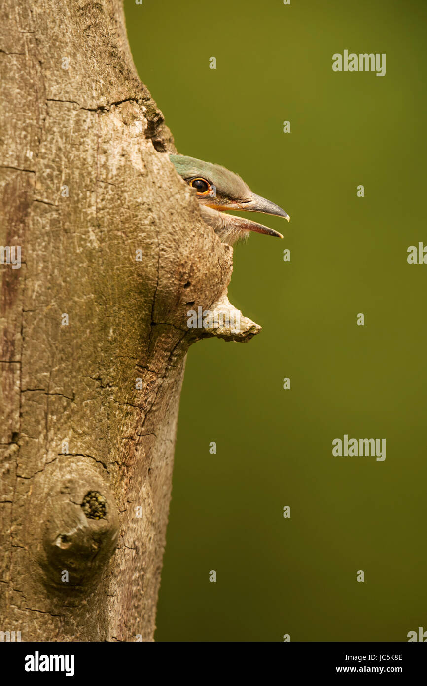 Rullo europeo - Coracias garrulus Foto Stock