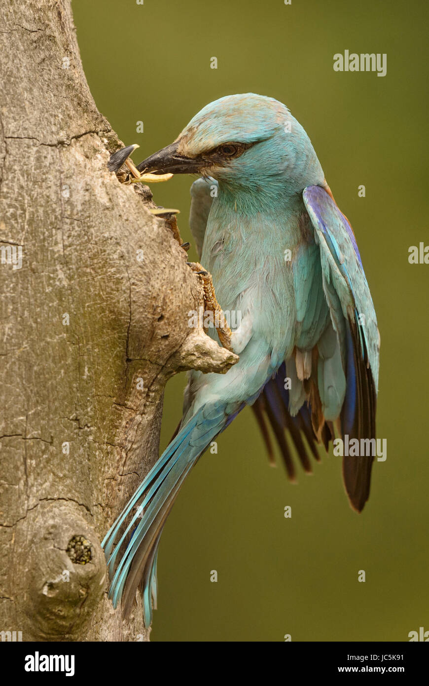 Rullo europeo - Coracias garrulus Foto Stock