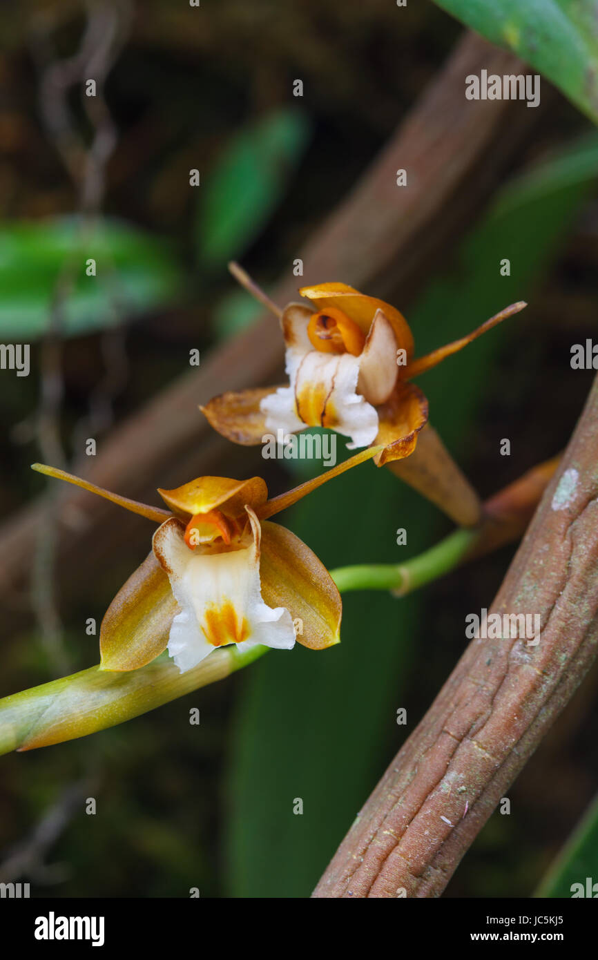 Coelogyne fuscescens, specie rare orchidee selvatiche nella foresta di Thailandia, questa è stata sparare nella natura selvaggia Foto Stock