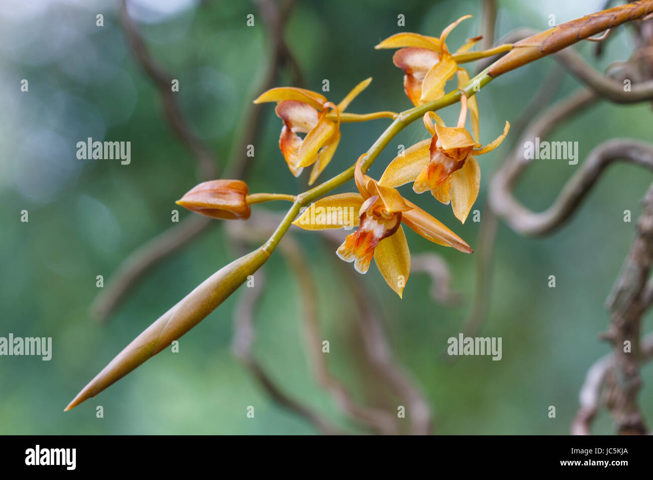 Coelogyne fuscescens, specie rare orchidee selvatiche nella foresta di Thailandia, questa è stata sparare nella natura selvaggia Foto Stock