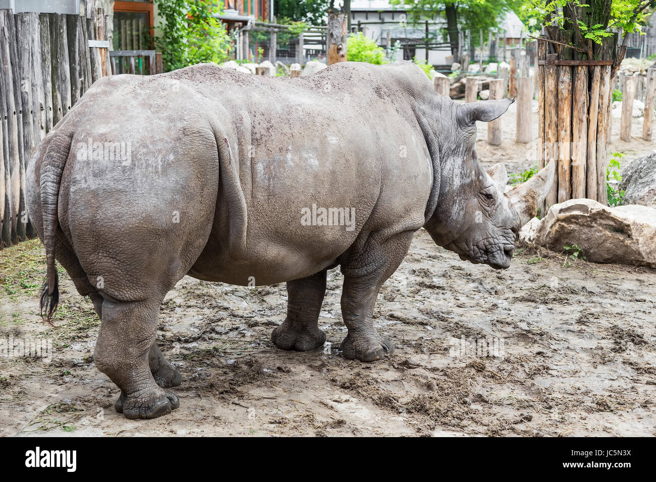 Big rhino dorme in piedi nel suo paddock Foto Stock