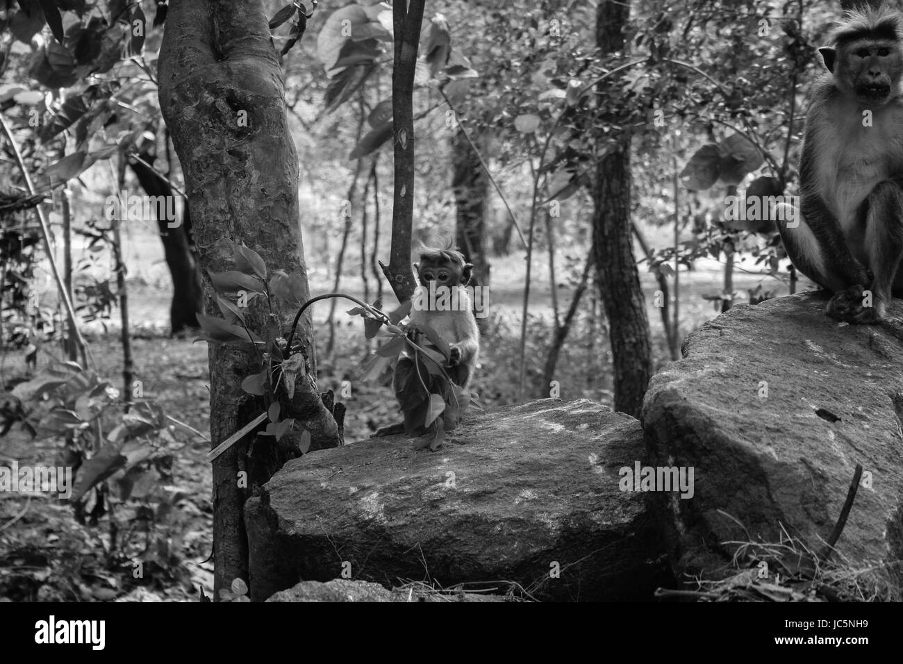 La madre e il bambino scimmia macaco seduto su una roccia Foto Stock