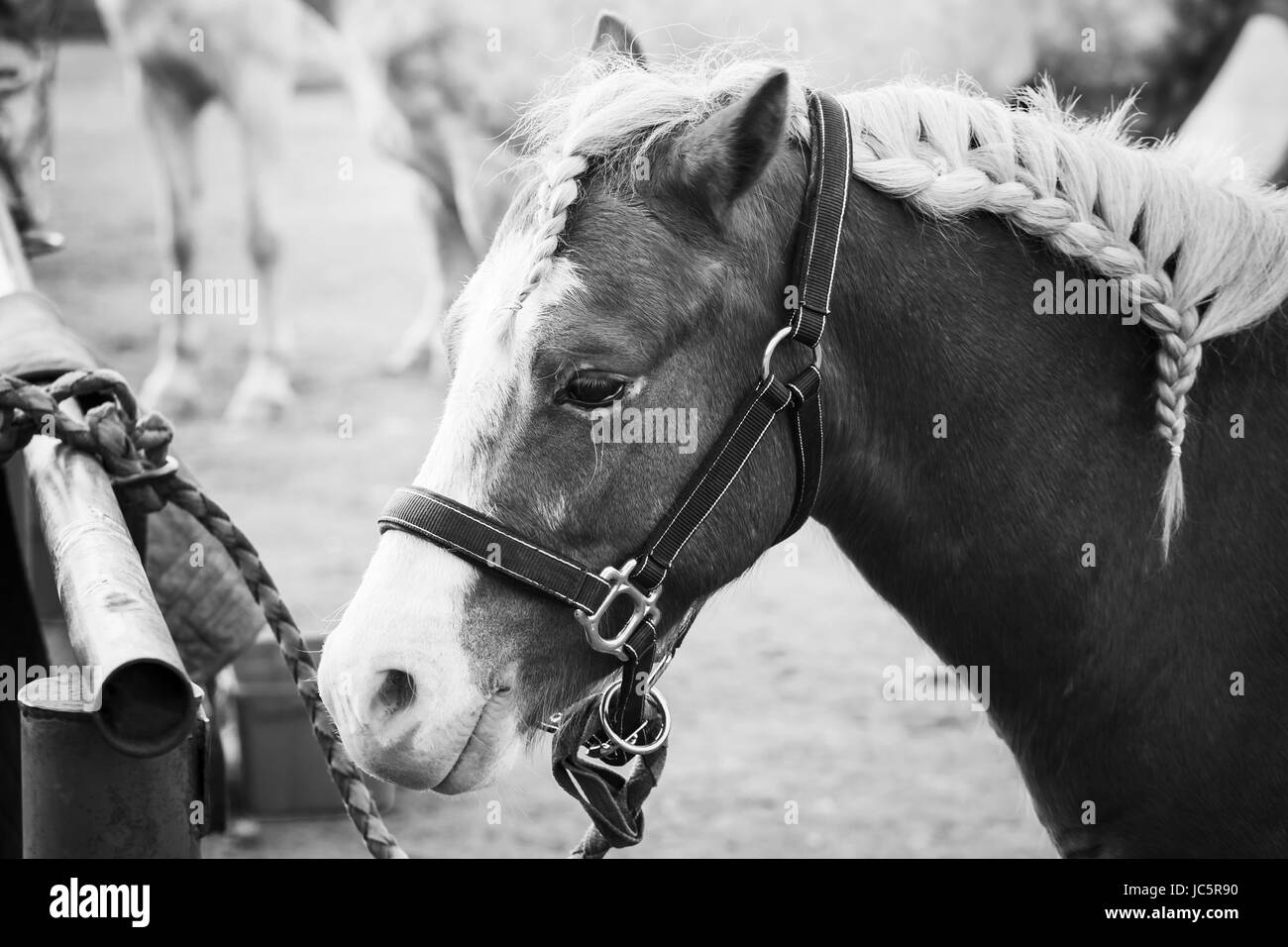 Marrone a cavallo con la criniera intrecciata, closeup ritratto in bianco e nero Foto Stock
