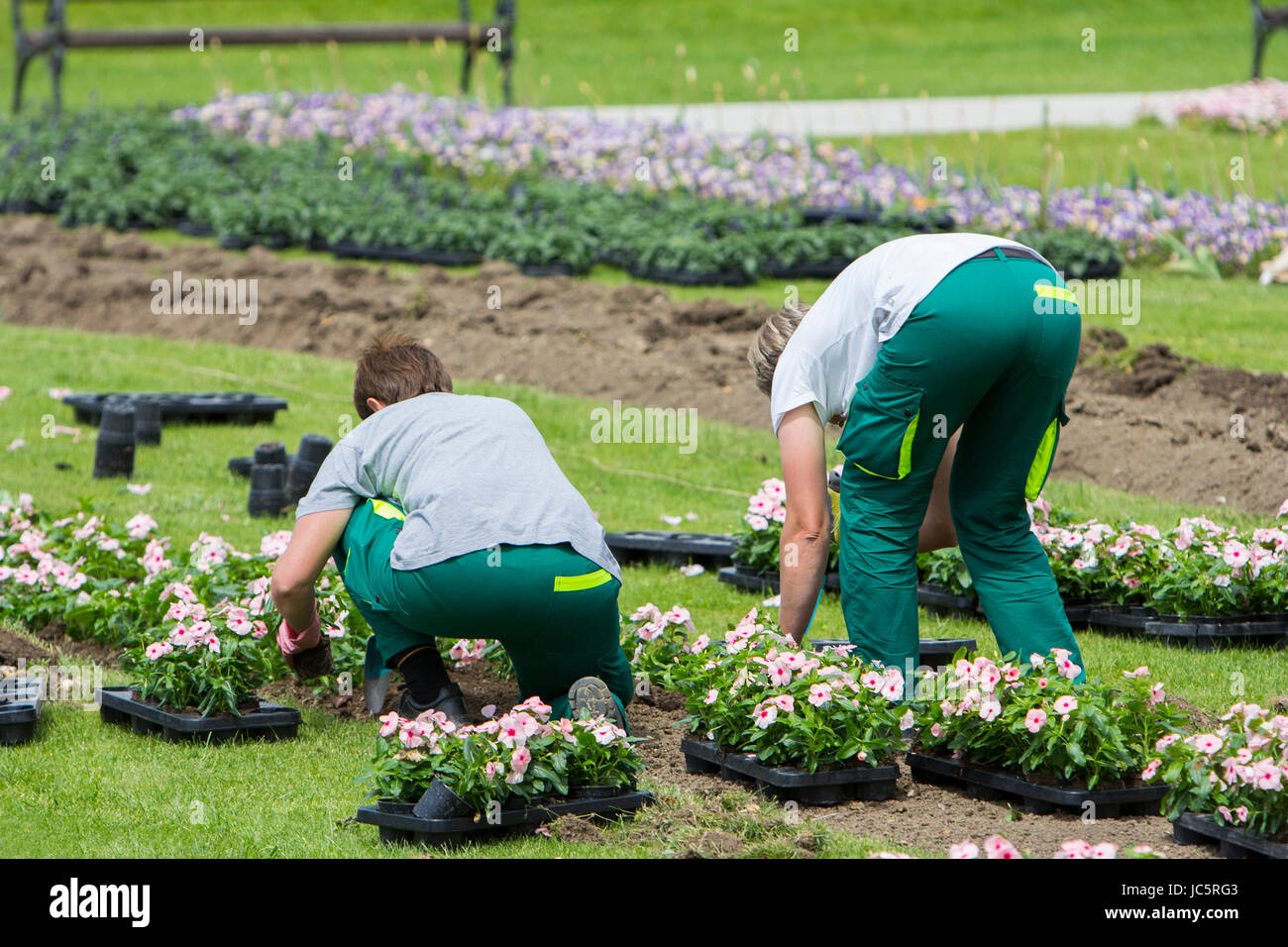 Due donne di giardinaggio è piantare fiori nel parco della città Foto Stock