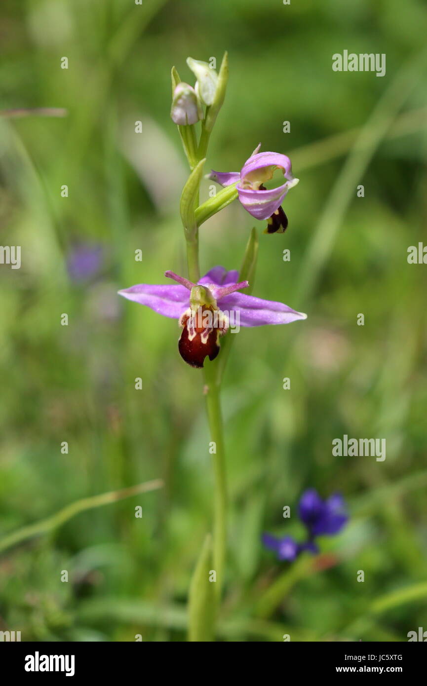 Bee Orchid Foto Stock