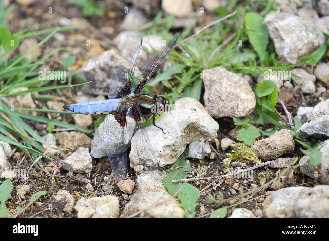Ampio maschio corposo Chaser Foto Stock