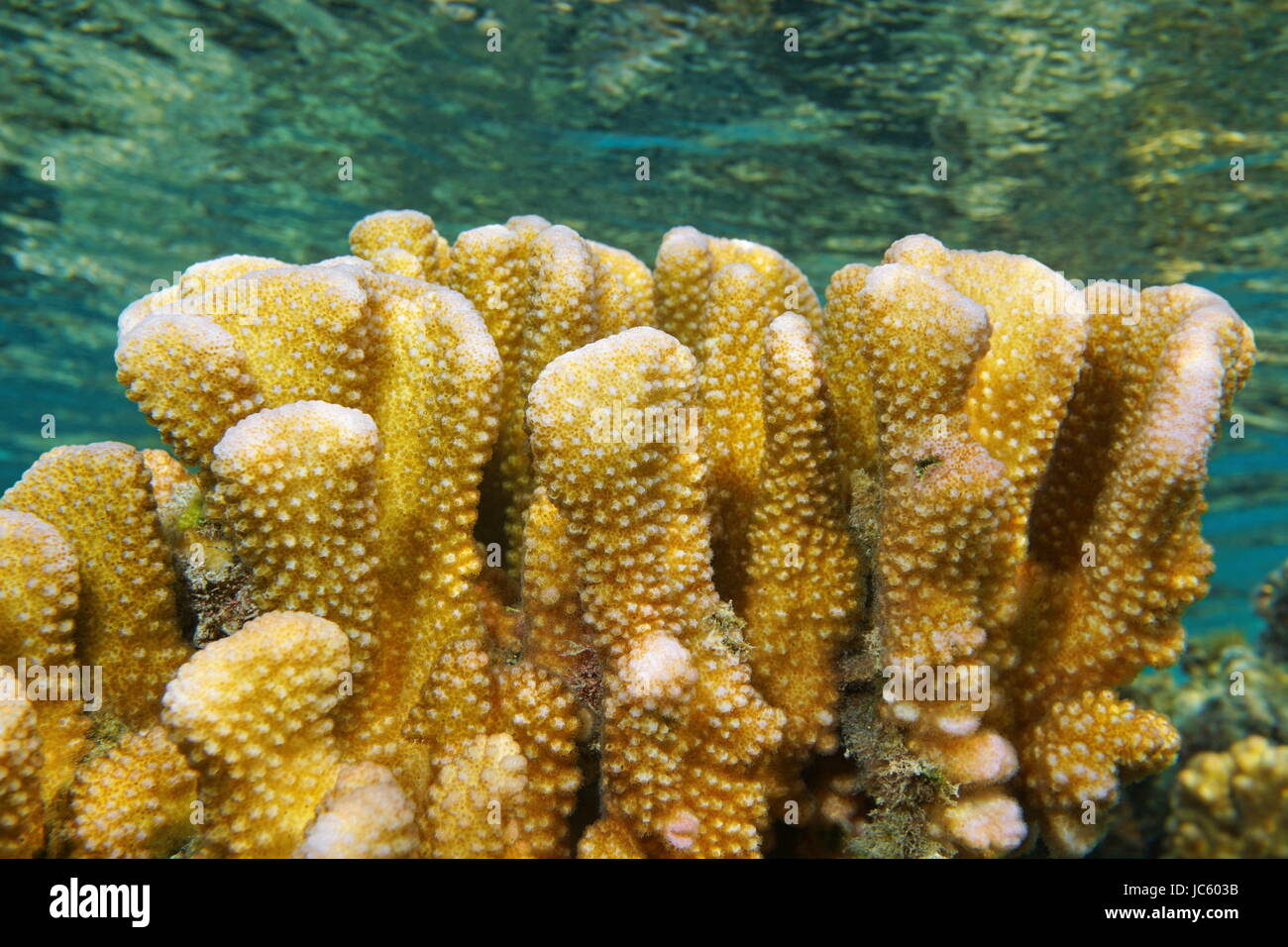 Coral Pocillopora close up, comunemente chiamato corallo cavolfiore, oceano pacifico, Polinesia francese, laguna di isola di Bora Bora Foto Stock