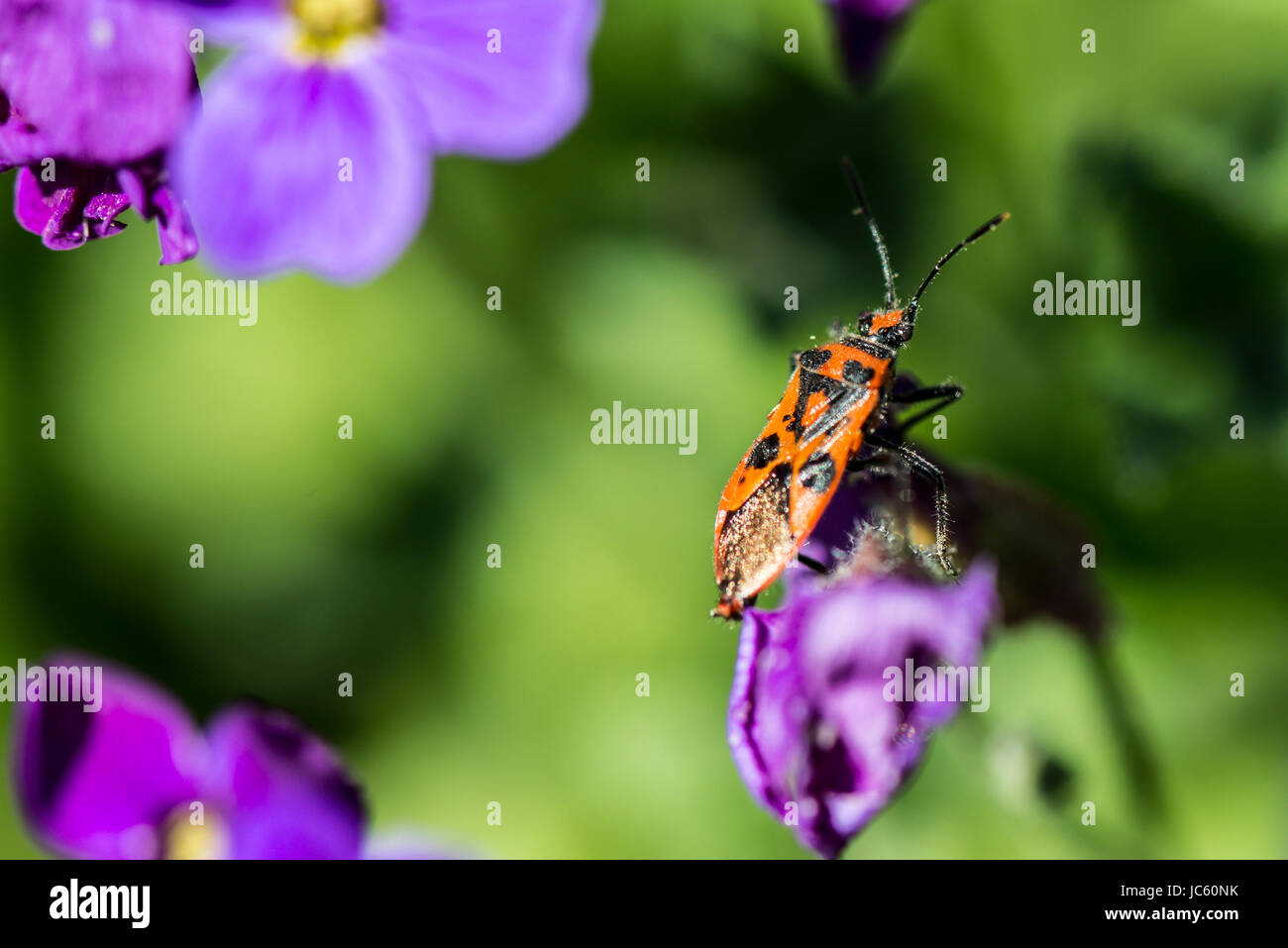 Un bug di cannella (Corizus hyoscyami) su un fiore aubrieta Foto Stock