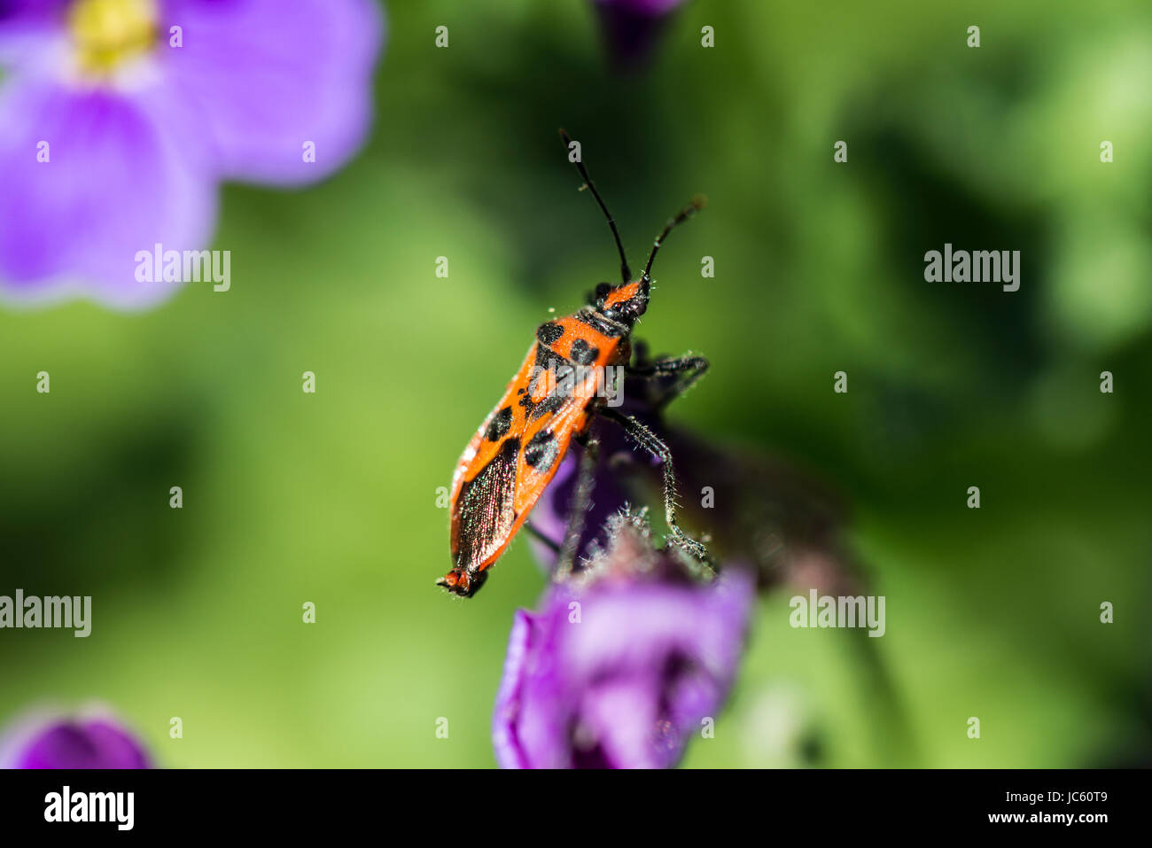 Un bug di cannella (Corizus hyoscyami) su un fiore aubrieta Foto Stock