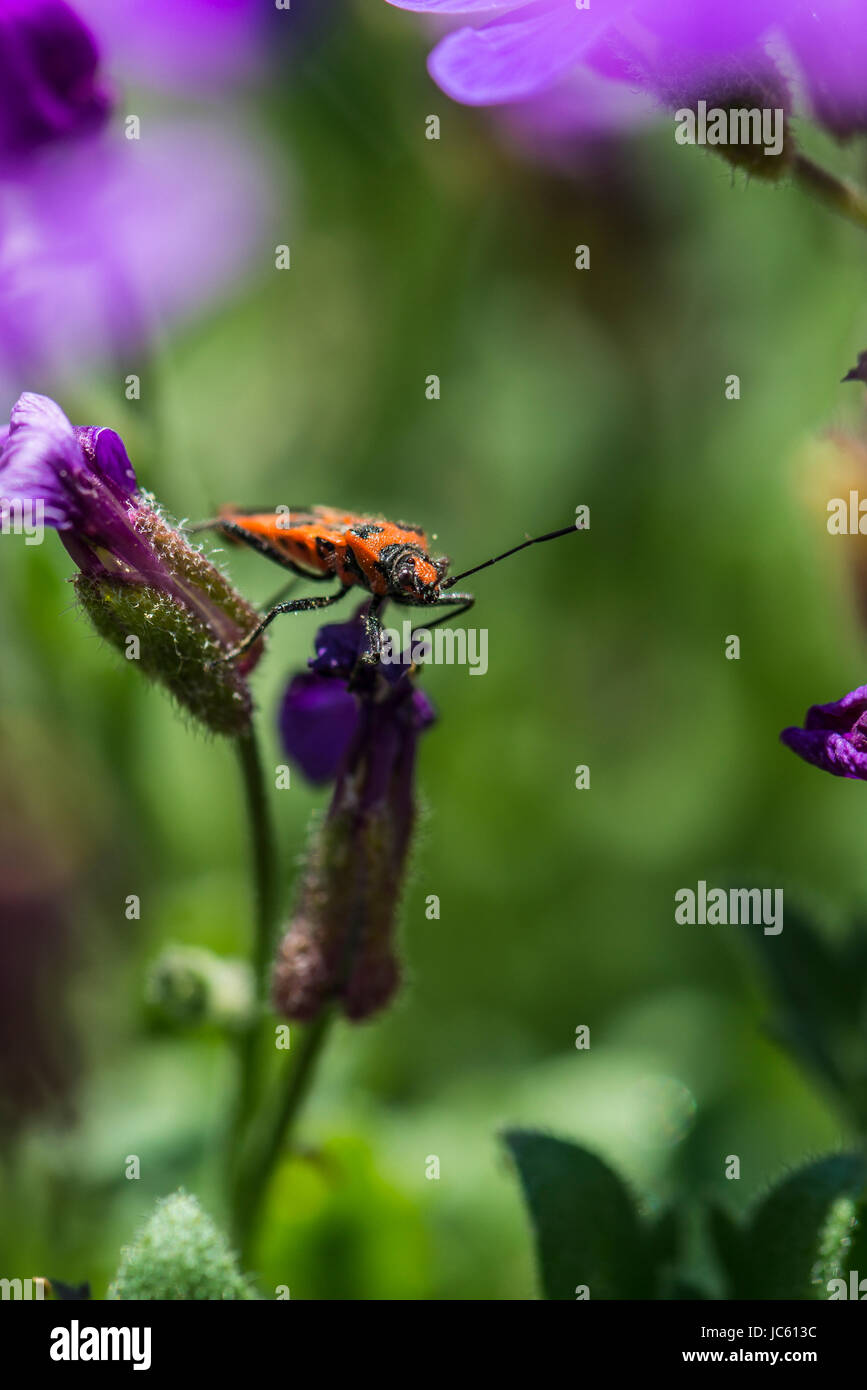 Un bug di cannella (Corizus hyoscyami) su un fiore aubrieta Foto Stock