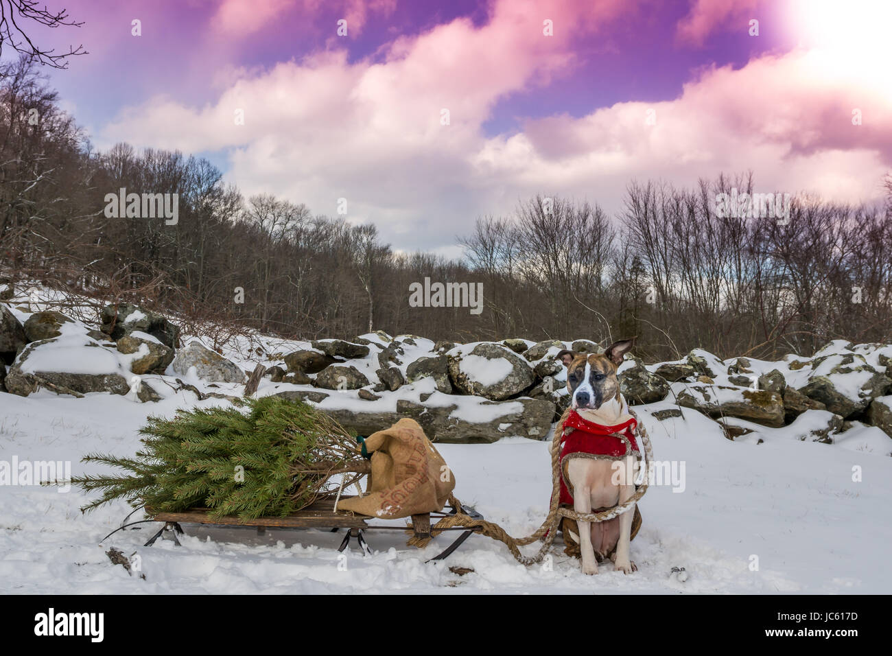 Un simpatico cane tirando una slitta e un albero di Natale Foto Stock