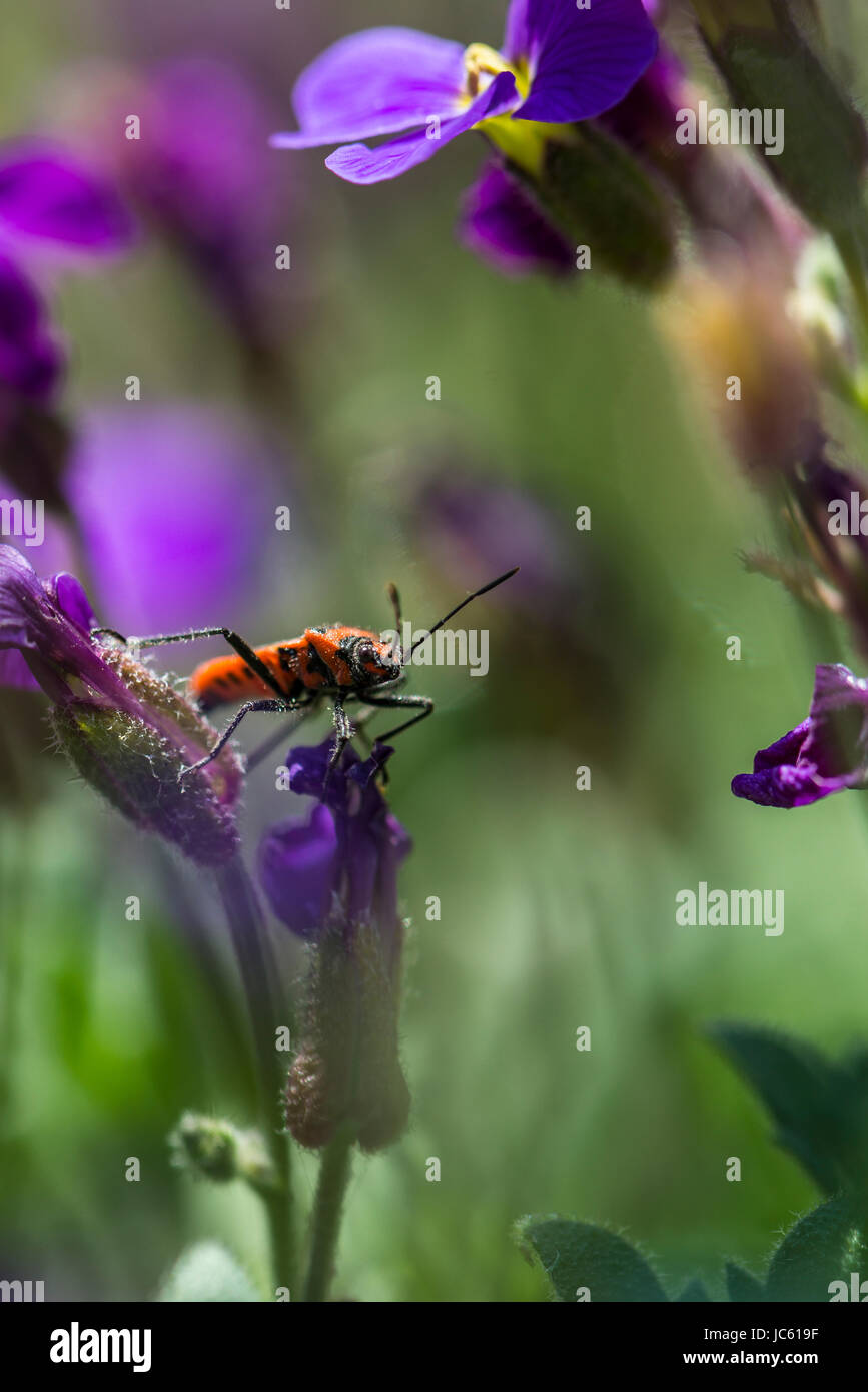 Un bug di cannella (Corizus hyoscyami) su un fiore aubrieta Foto Stock
