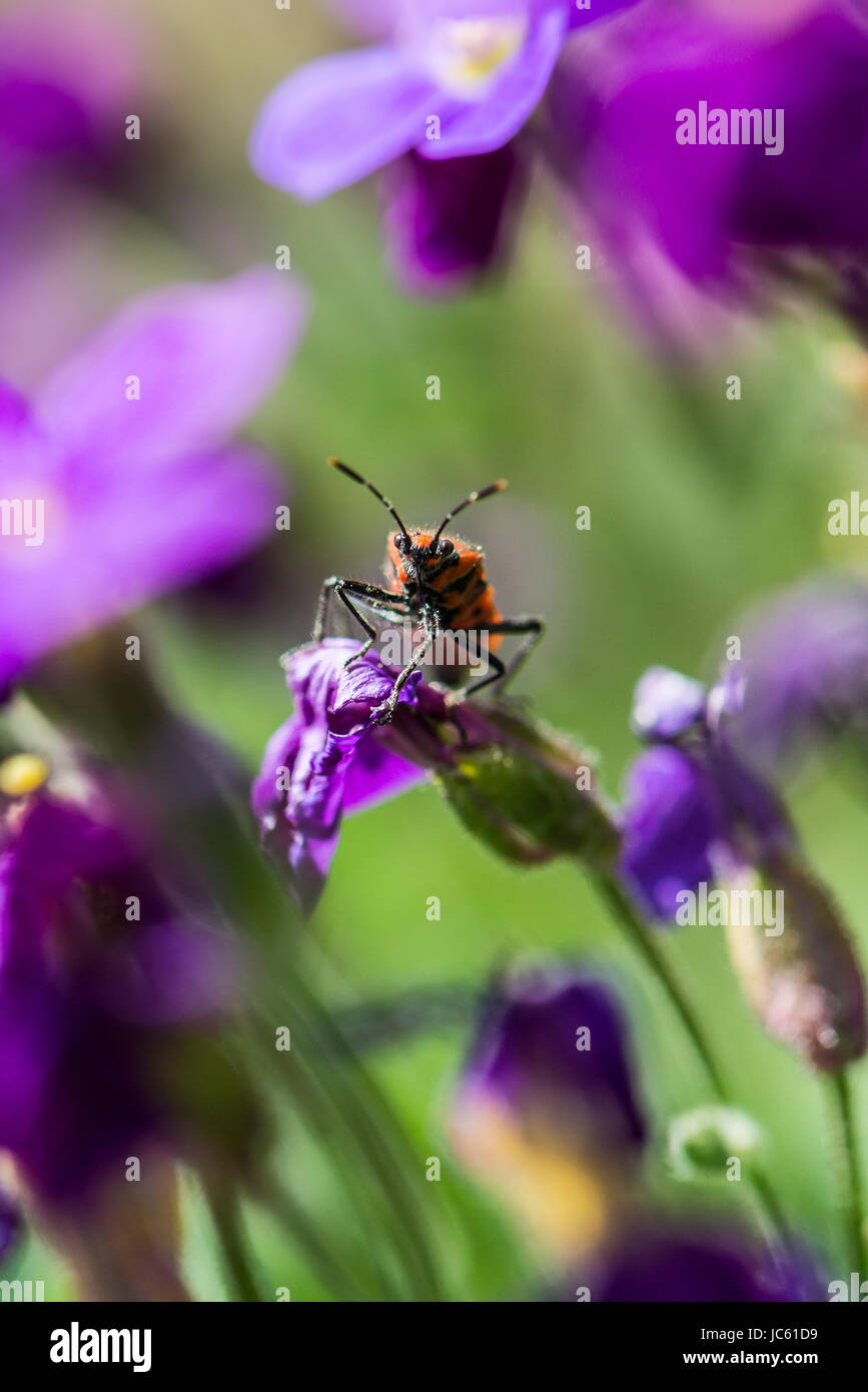 Un bug di cannella (Corizus hyoscyami) su un fiore aubrieta Foto Stock