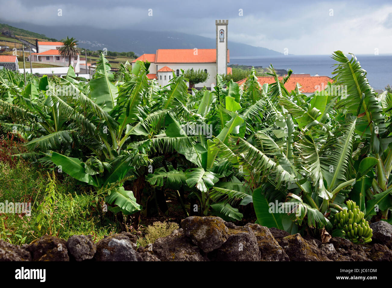 Piante di banana a Santa Barbara, Pico, Azzorre, Portogallo, Bananenstaude a Santa Barbara, Azoren, Portogallo Foto Stock