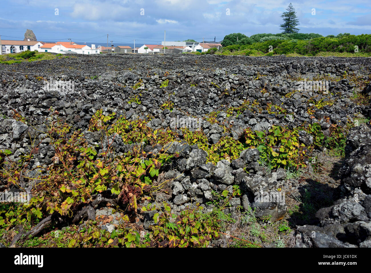 La coltivazione di vino con Areia Funda, Pico, Azzorre, Portogallo / Verdelho area di coltivazione, patrimonio mondiale dell UNESCO, Weinanbau bei Areia Funda, Azoren, P Foto Stock