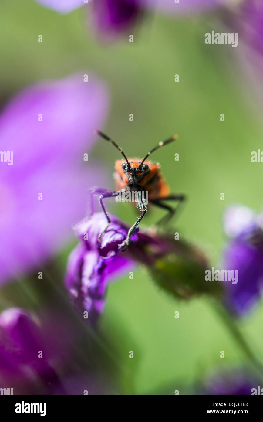Un bug di cannella (Corizus hyoscyami) su un fiore aubrieta Foto Stock