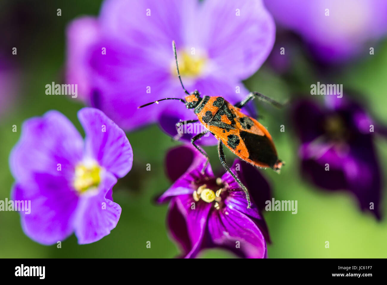 Un bug di cannella (Corizus hyoscyami) su un fiore aubrieta Foto Stock