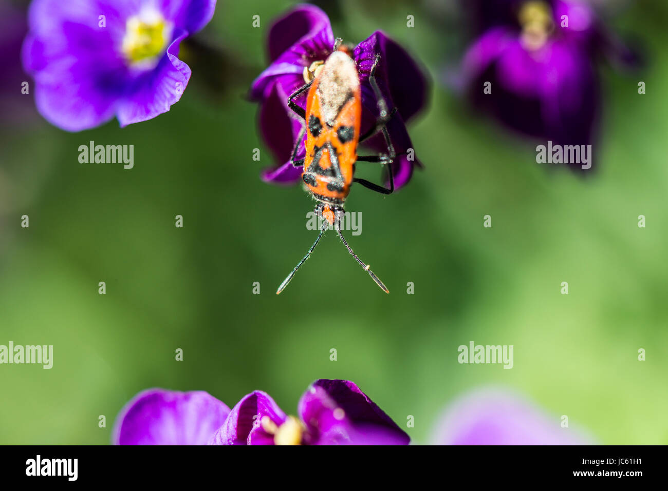 Un bug di cannella (Corizus hyoscyami) su un fiore aubrieta Foto Stock