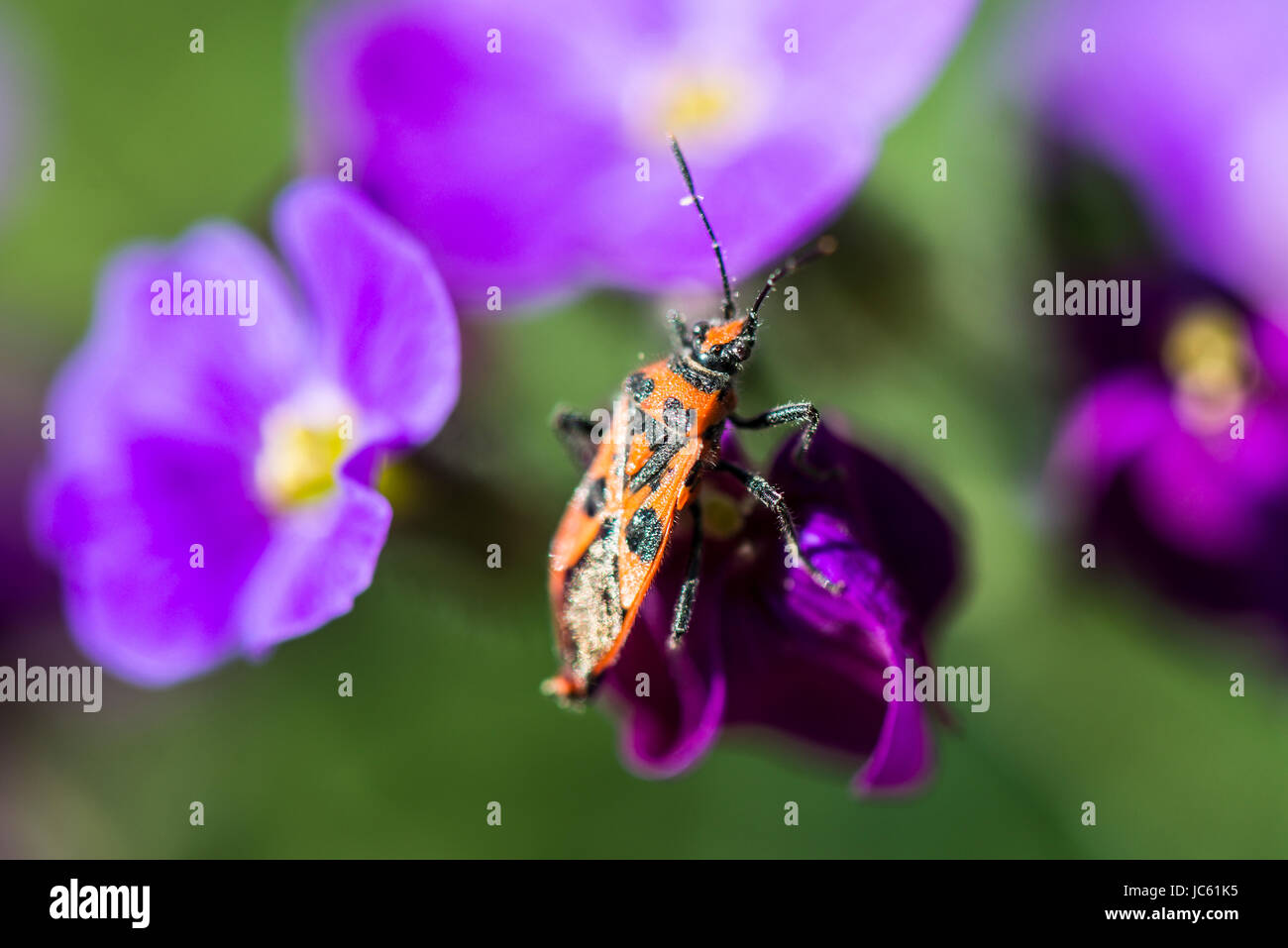 Un bug di cannella (Corizus hyoscyami) su un fiore aubrieta Foto Stock