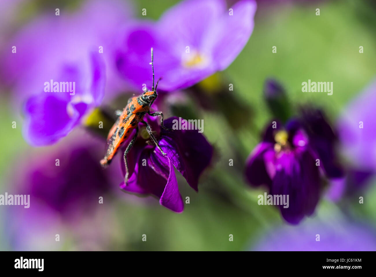 Un bug di cannella (Corizus hyoscyami) su un fiore aubrieta Foto Stock