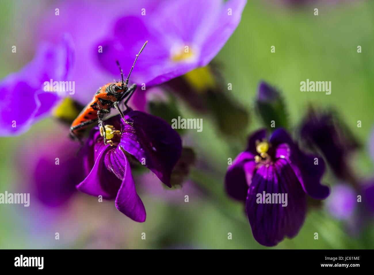 Un bug di cannella (Corizus hyoscyami) su un fiore aubrieta Foto Stock