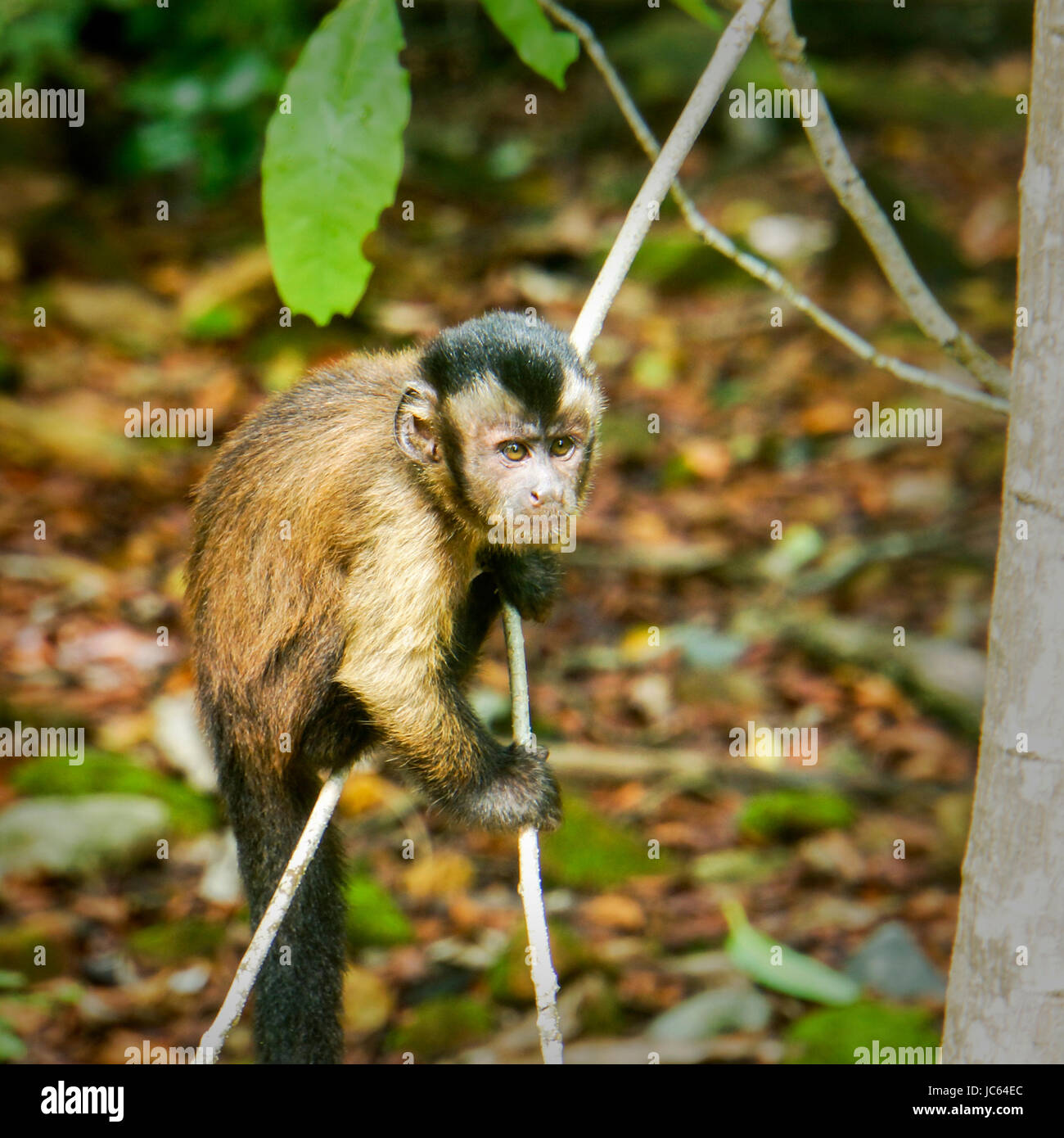 Giovani incappucciati scimmia cappuccino di arrampicata sugli alberi. Devil's Island Foto Stock