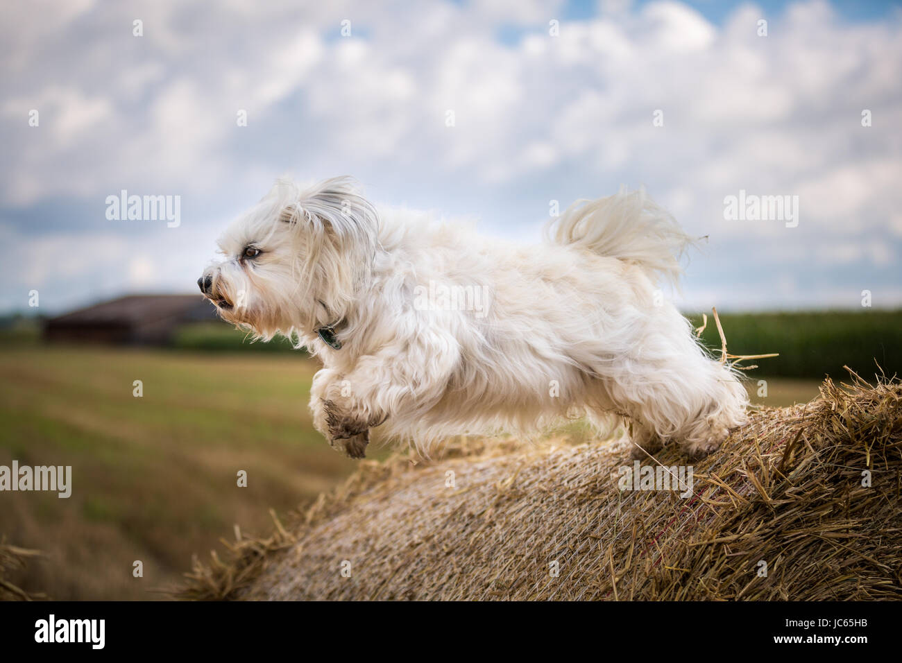 Ein kleiner weißer Hund springt von einem Strohballen ab. Foto Stock