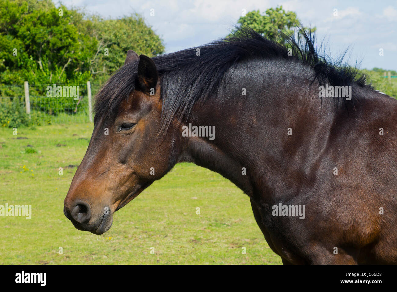 Una chiusura di una giovane e bella testa di cavalli e mane come si trova in un campo su un luminoso giorno di sole Foto Stock