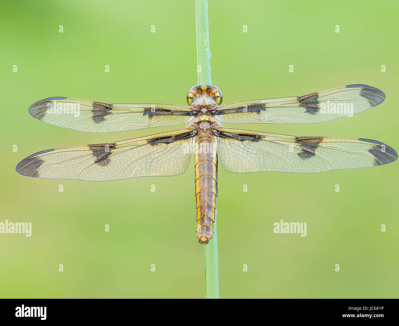 Una coperta di rugiada teneral dodici femmina pezzata (Skimmer Libellula pulchella) dragonfly attende le sue ali ad indurire prima del suo primo volo. Foto Stock